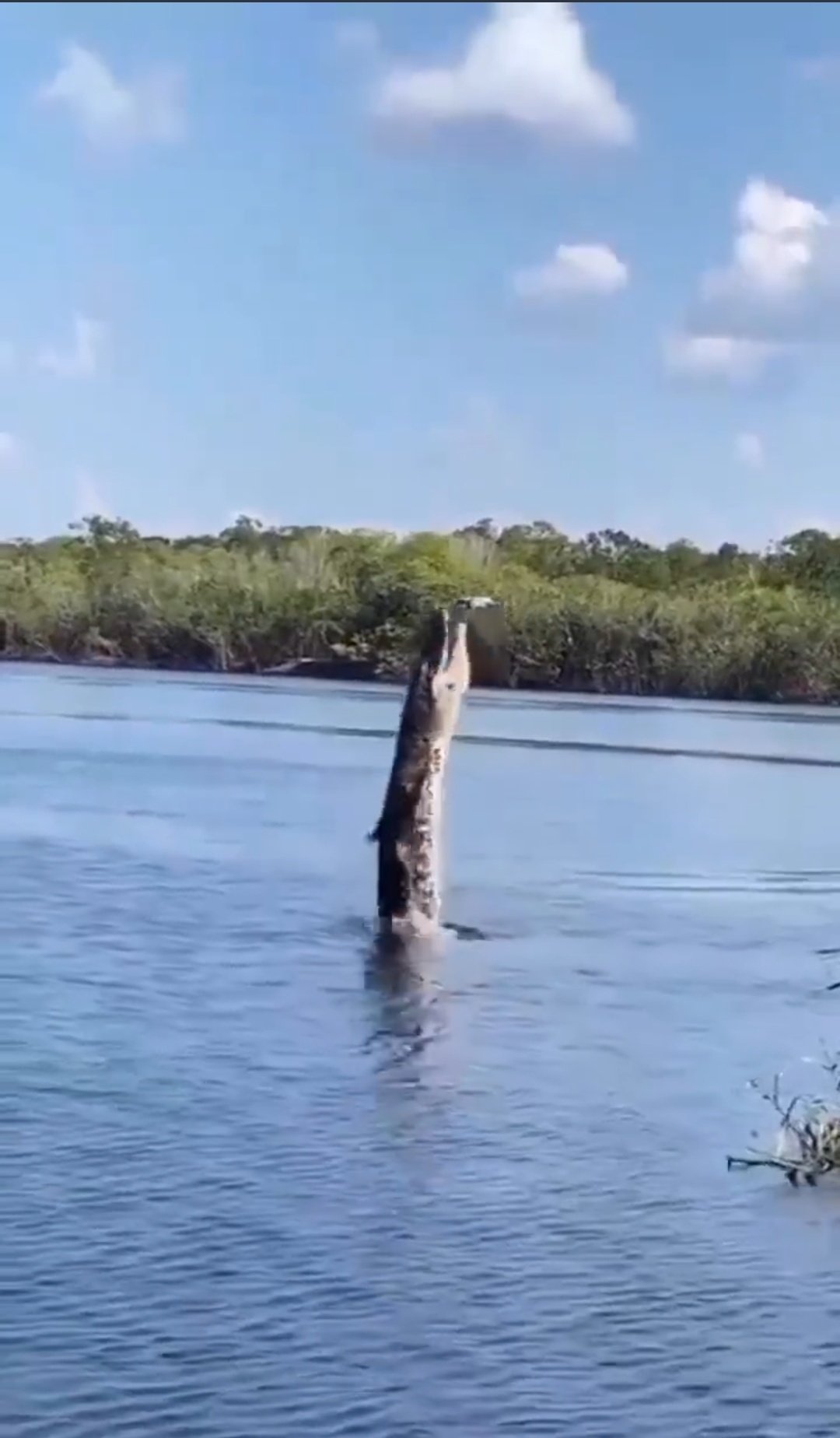 Watch: Crocodile leaps high in the air to grab drone and then …