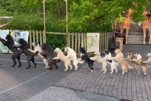 Watch: 14 dogs walk on hind legs in congo line to set new world record