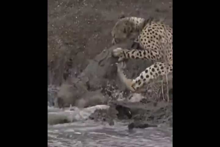 Watch:  Crocodile vs Cheetah fight to the finish