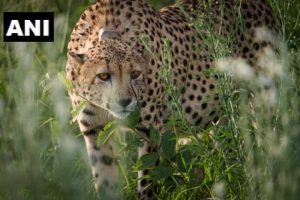 Madhya Pradesh: Quarantine enclosures better than last time, 12 cheetahs to arrive tomorrow