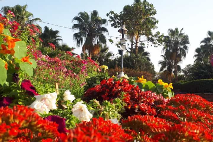Annual Garden Tourism Festival kicks off tomorrow in Delhi