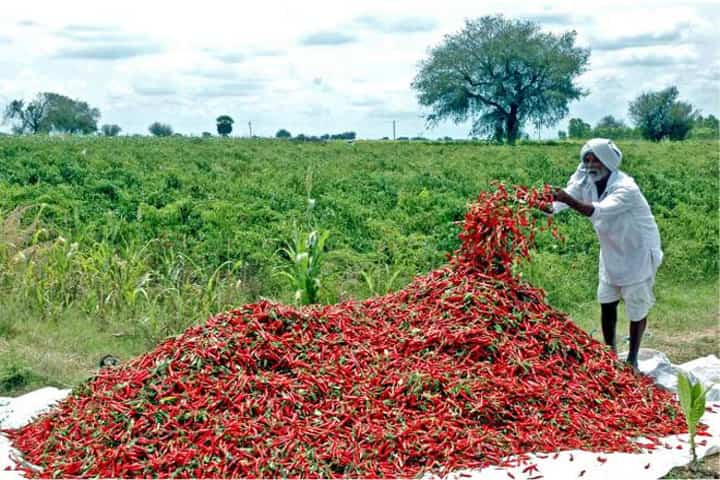 Andhra Pradesh’s E-MIRCHA benefits hundreds of chilli farmers