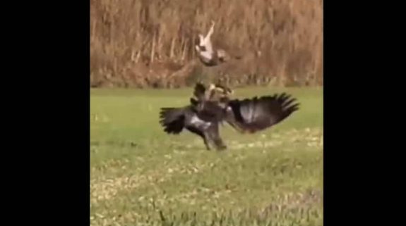 Viral Video:  Deadly eagle chases hare