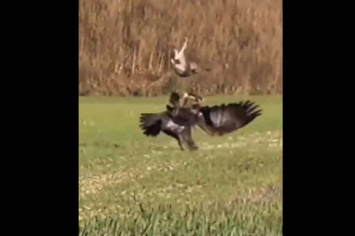 Viral Video:  Deadly eagle chases hare