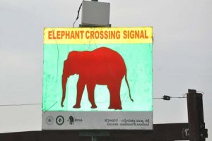 Infrared signals installed in Karnataka give elephants safe passage