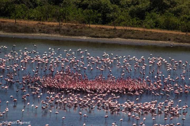 Flamingos turn Madurai pink, attracting bird lovers, tourists in droves