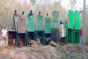 Telangana takes novel initiative to feed tigers and leopards in forest reserves