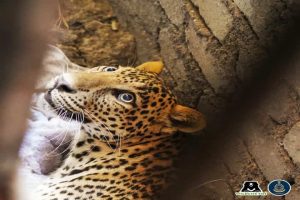 Pune’s Chakan town panics as leopard roams on streets