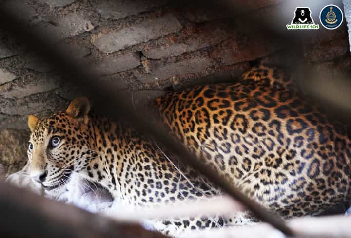 Leopard in Chakan2