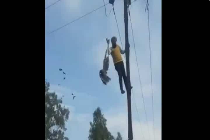 Watch: Man climbs electric pole to save bird stuck in wire