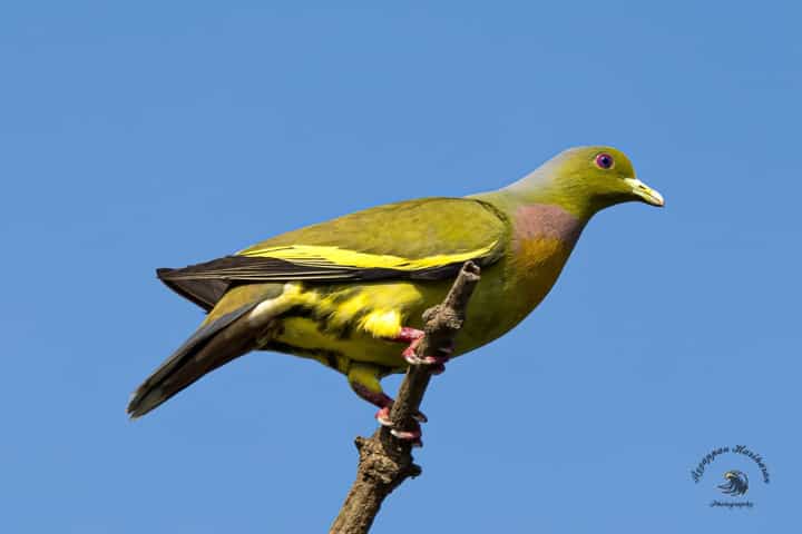 Orange breasted green pigeon