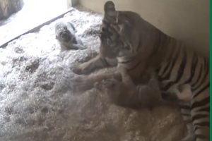 Captured on Camera: Tigress giving birth to rare Sumatran cubs