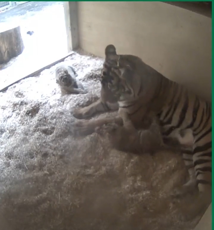 Captured on Camera: Tigress giving birth to rare Sumatran cubs