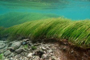 Indian scientists discover seagrass has potential to cure liver cancer