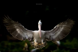 Andhra Pradesh’s Uppalapadu sanctuary spruced to welcome migratory birds