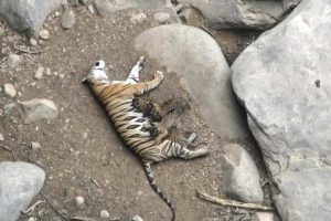 Tigress T1 who revived tiger population at Panna Reserve passes away