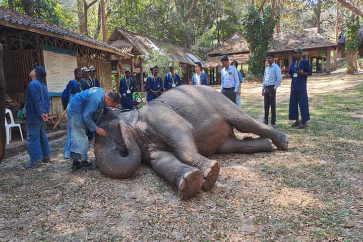 13 mahouts and cavadis from Tamil Nadu received training in Thai Elephant Conservation Centre on techniques to examine camp elephants for ailments and skin issues, elephant bathing, taking care of baby elephants etc.