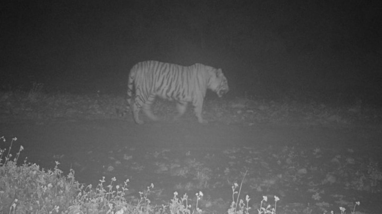 Himachal Pradesh celebrates as tiger spotted for first time in Simbalbara  National Park