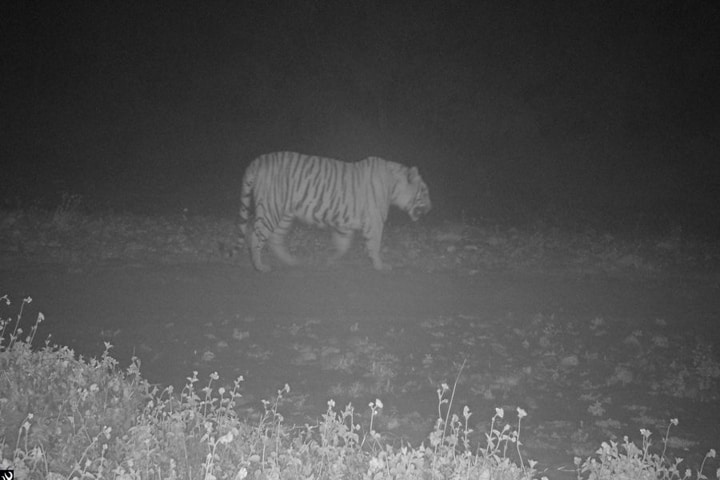 Himachal Pradesh celebrates as tiger spotted for first time in Simbalbara National Park