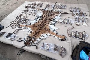 6 notorious tiger poachers arrested in Tamil Nadu