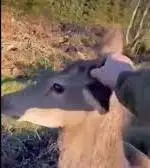Watch:  Hunter about to shoot deer ends up befriending the innocent animal