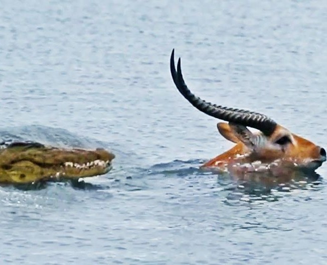 WATCH: Crocodile races to kill antelope in river and then…