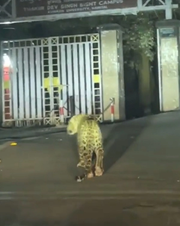 Watch: Leopard on the prowl at night outside college campus in Nainital