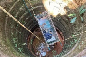 Brave lady vet rescues leopard from 25-foot deep well near Mangaluru
