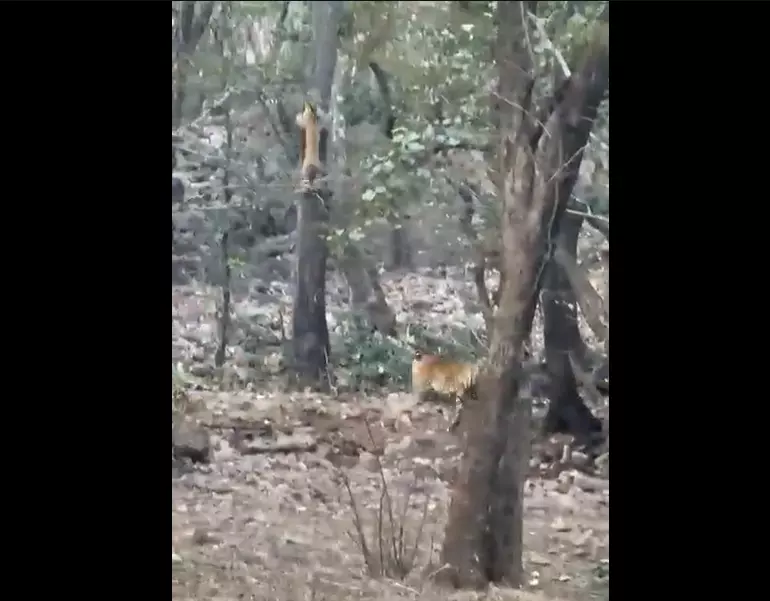 Watch: How a leopard survives in a tiger-dominated forest