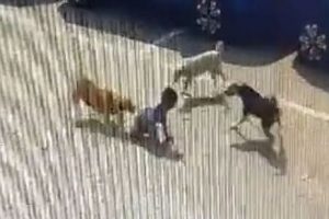 Caught on camera: Stray dogs maul 5-year-old boy to death in Hyderabad