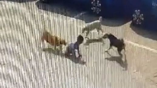 Caught on camera: Stray dogs maul 5-year-old boy to death in Hyderabad