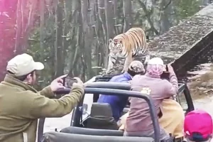 Captured on Camera: Majestic tigress with 4 cubs in Panna forest