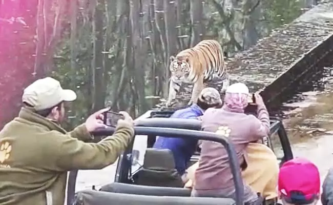 Captured on Camera: Majestic tigress with 4 cubs in Panna forest