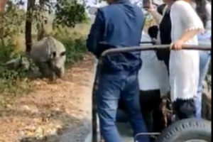 Watch: Angry rhino charges at jeep in Bengal’s Jaldapara Park, tourists injured