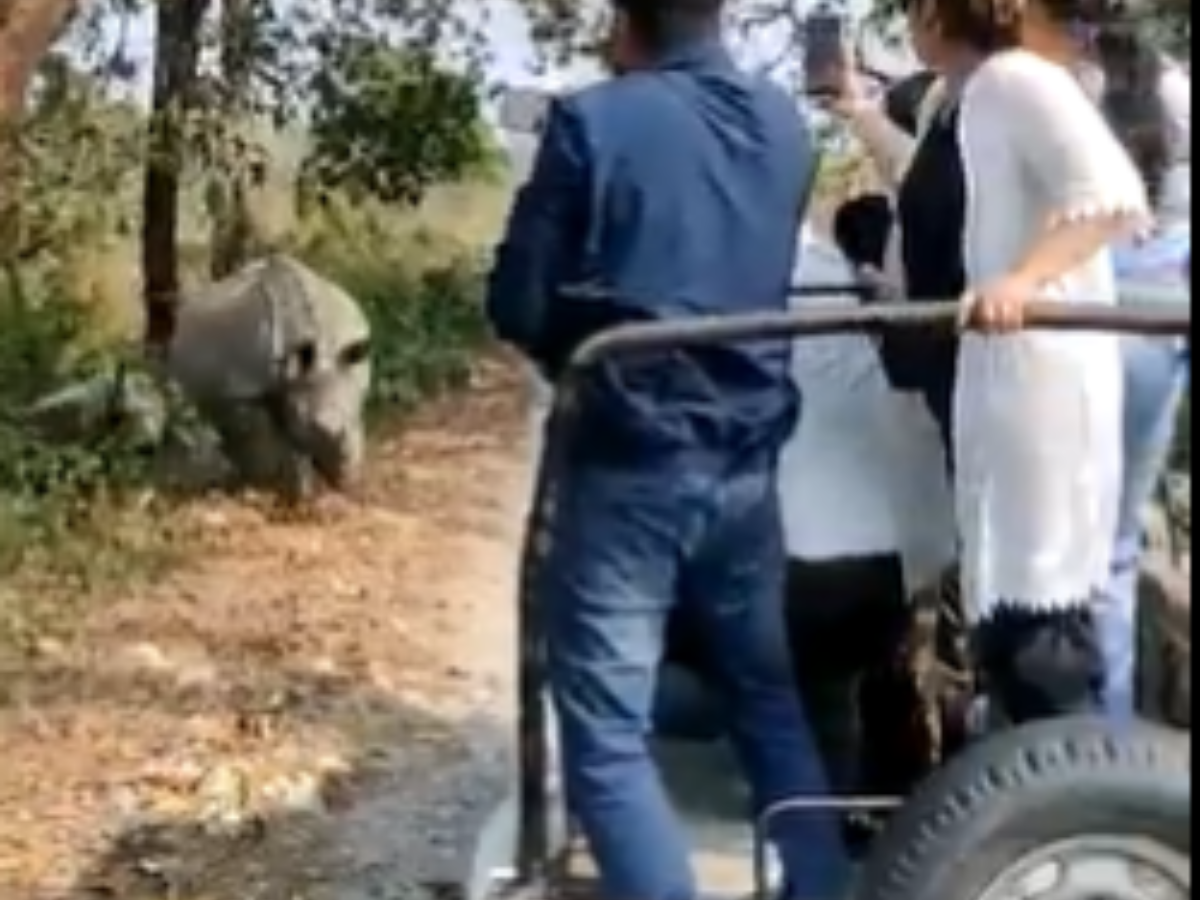 Watch: Angry rhino charges at jeep in Bengal’s Jaldapara Park, tourists injured