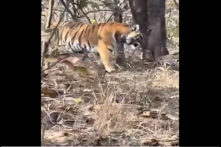 Watch: Face-off between tiger and leopard