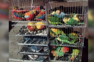 BSF rescues 135 parrots of rare species being smuggled to Bangladesh from Bengal’s Nadia