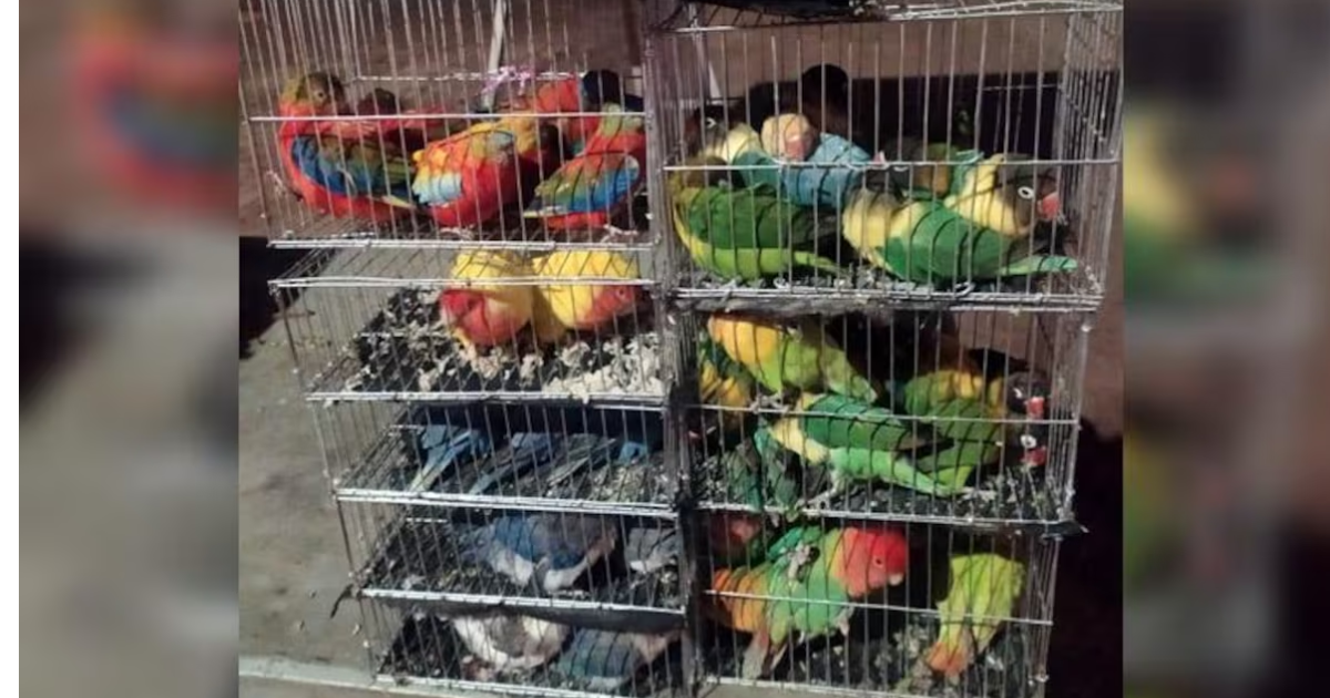 BSF rescues 135 parrots of rare species being smuggled to Bangladesh from Bengal’s Nadia