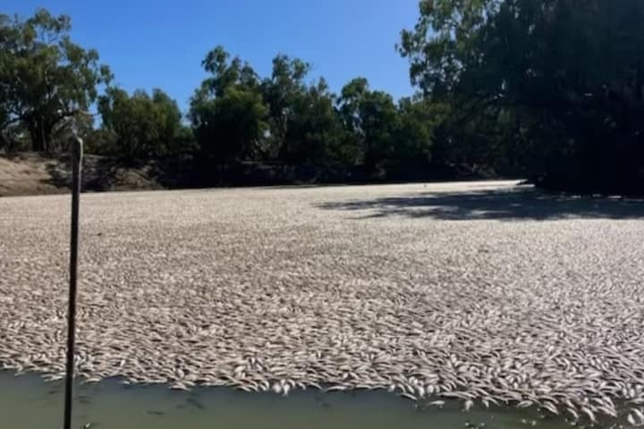 Millions of dead fish choke Australia’s Darling River as disaster strikes