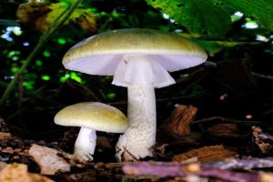 Scientists find how world’s most poisonous mushroom is spreading rapidly