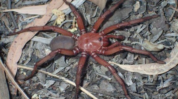 Rare giant spider discovered in Australia stuns scientists