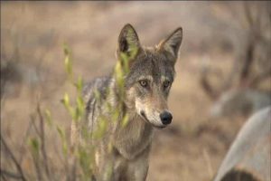 Endangered Indian wolves return to Andhra’s Nallamala forests after 10 years