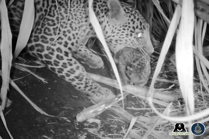Pune villagers reunite 15-day-old leopard cub with mother