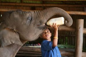Kerala’s Konni Elephant Camp going for makeover with 3D theatre