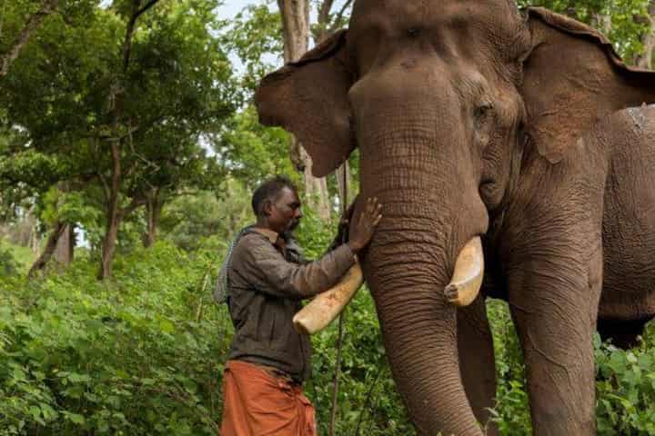 Superhero elephant Kaleem who tamed rogue animals retires at 60