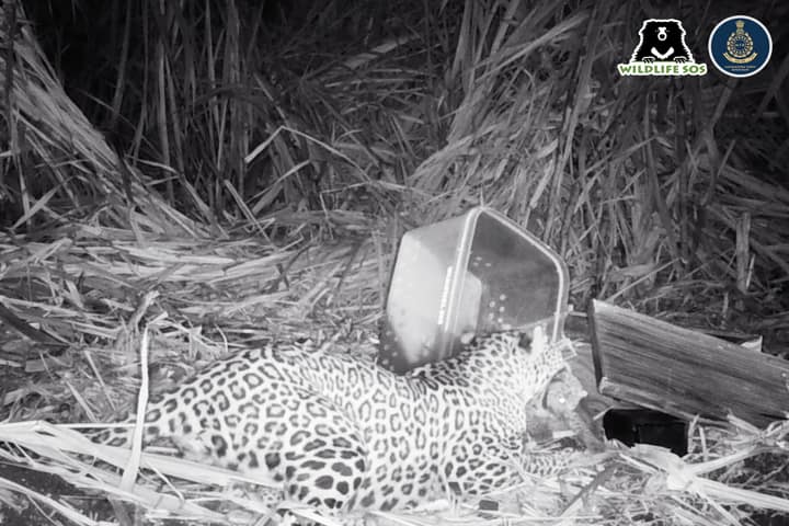 Leopard Cub Tejewadi2