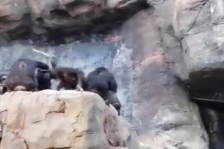 Watch: Mother monkey disciplines naughty youngster with stick