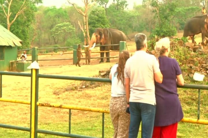 Oscar-winning Elephant Whisperers baby star turns big hit with tourists in Tamil Nadu  
