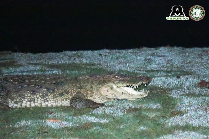 Mugger Crocodile Nagla Amman2