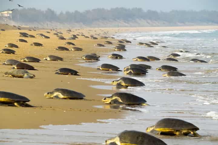 Odisha sets a new record as 6.37 lakh Olive Ridley turtles lay eggs on coast